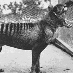 Tasmanian Tiger