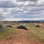 Lot 264