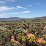 Lot 343 kayenta