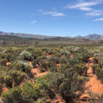 Lot 343 kayenta