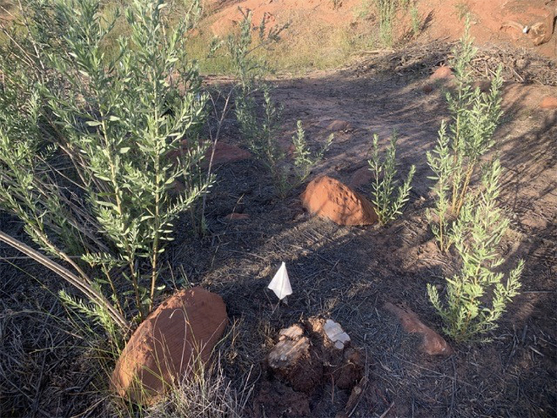 Native plants such as Threadleaf Groundsel return after tamarisk removal.