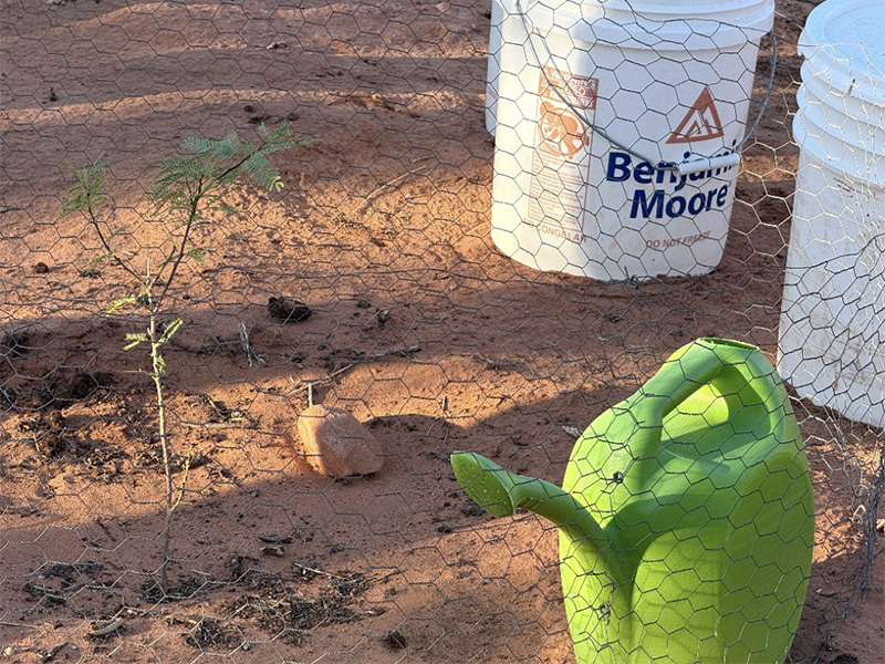 Water supplies are placed to support a newly planted mesquite tree by the DPI restoration team.