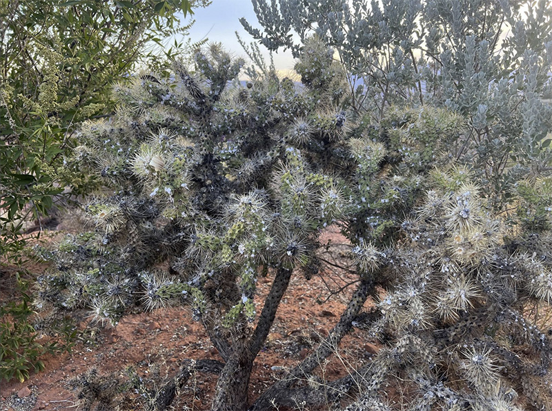 Note the white spots on these infested cholla.