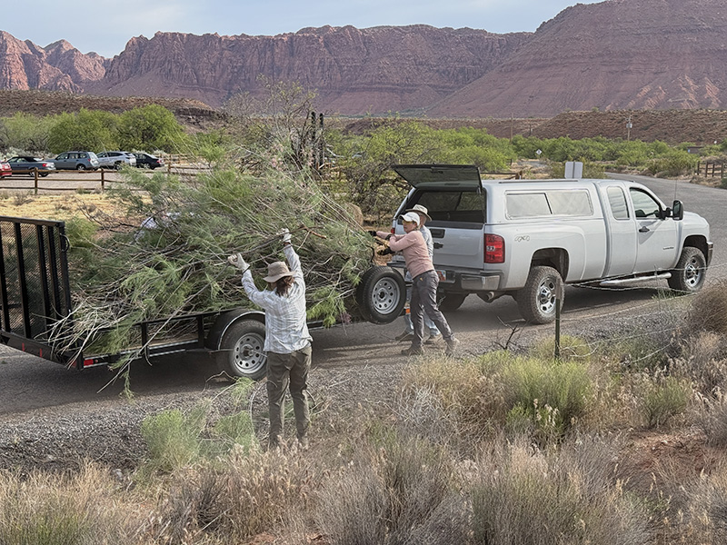 Large cuts are hauled away for safe disposal