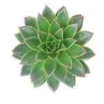 Succulant