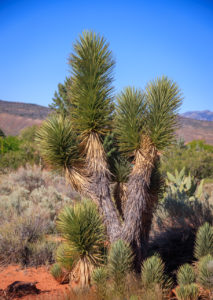 Kayenta Garden Tour