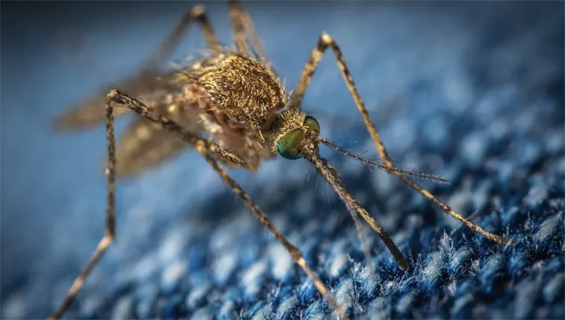 Council update for Kayenta Connecction - photo of Mosquito