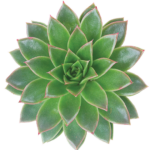 Succulant