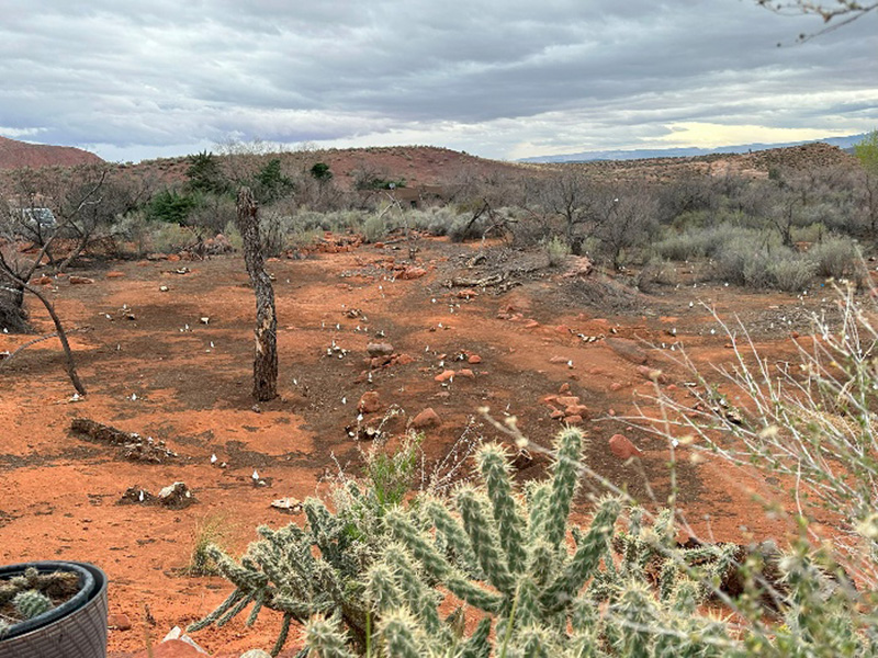 DPI Tamarisk after removal