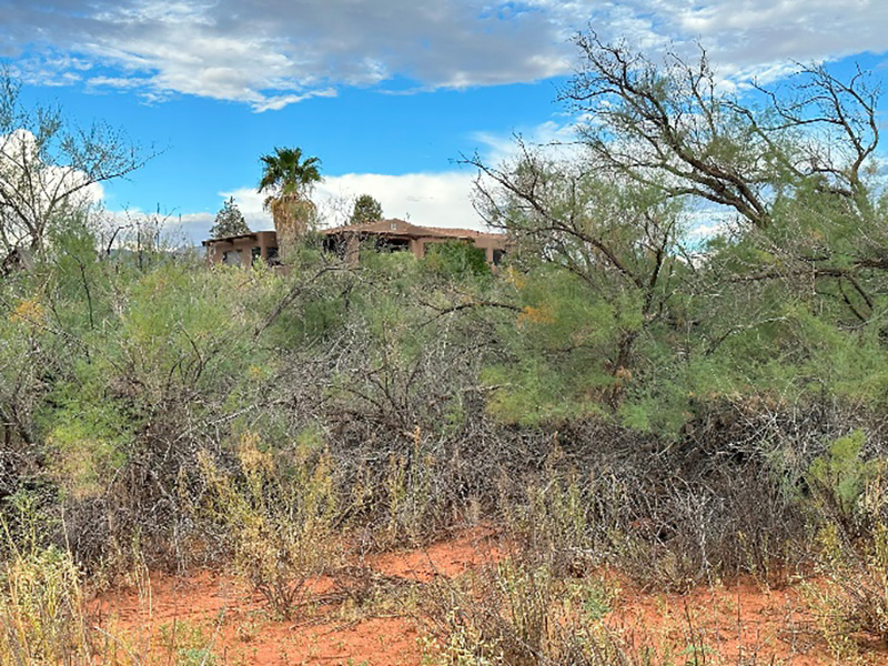 DPI Tamarisk before removal