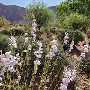 Palmer’s Penstemon