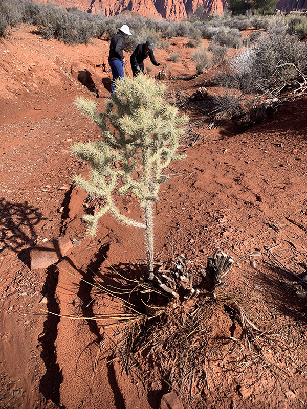 Cholla-growing-above-cut-tamarisk This cholla growing above cut tamarisk shows the native plants are not harmed by the tamarisk removal process.