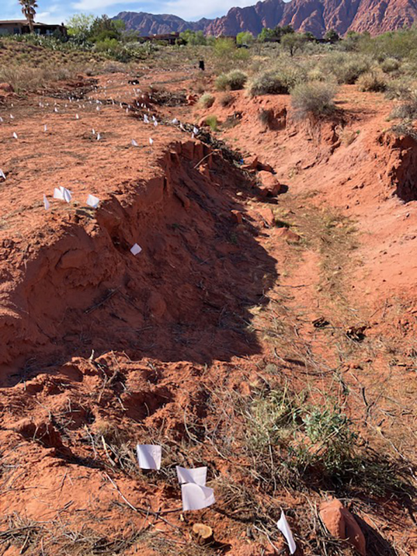 Flags-on-stump-sites-in-the-wash Flags designate cut tamarisk stumps to be monitored for regrowth.