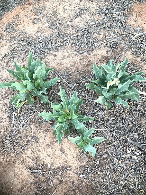 Yerba-Mansa-from-Rhizomes The beautiful Yerba Mansa plant has sprouted from rhizomes at a removal site.