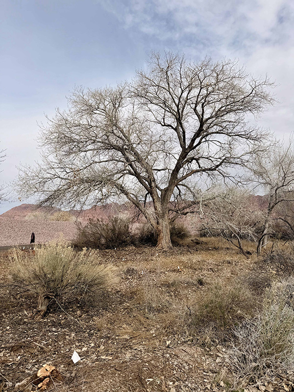 DPI-Area-after-removal Area after removal