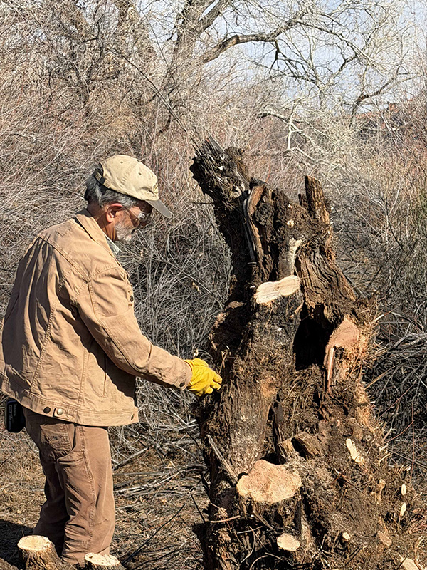 DPI-Wayne-Pennington-tackles-a-giant-tamarisk Wayne Pennington tackles a giant tamarisk